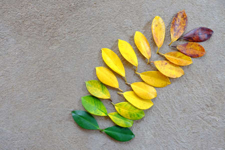 Colors of autumn leavesの写真素材