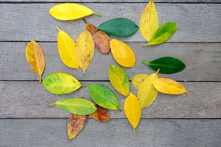 Colors of autumn leavesの写真素材