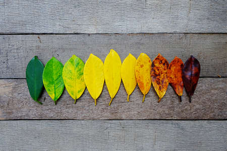 Colors of autumn leavesの写真素材