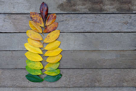 Colors of autumn leavesの写真素材