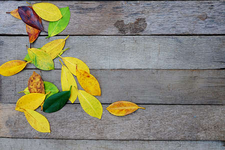 Colors of autumn leavesの写真素材
