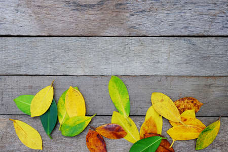 Colors of autumn leavesの写真素材