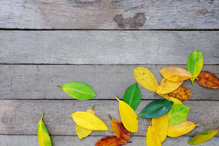 Colors of autumn leavesの写真素材