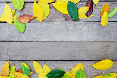 Colors of autumn leavesの写真素材