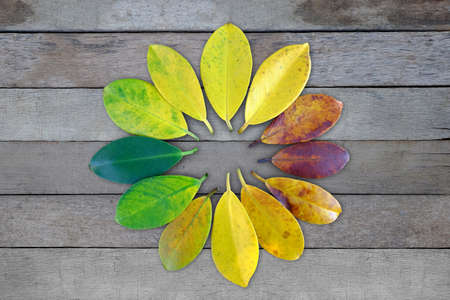 Colors of autumn leavesの写真素材