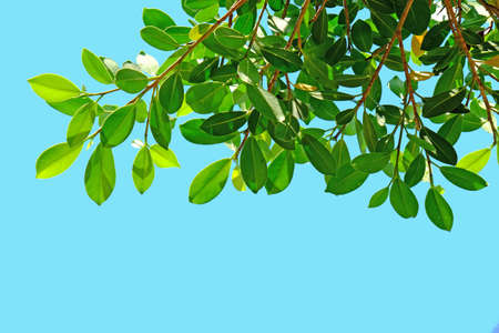 Banyan leafの写真素材
