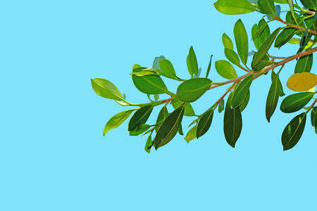 Banyan leafの写真素材
