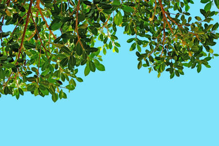 Banyan leafの写真素材