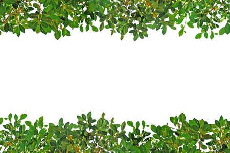 Banyan leaf border isolated on white backgroundの写真素材