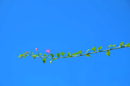 Pink Bougainvillea flowers in blue sky backgroundの写真素材