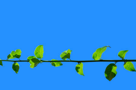 Bougainvillea branchの写真素材