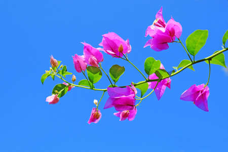 Pink Bougainvillea flowers in blue sky backgroundの写真素材