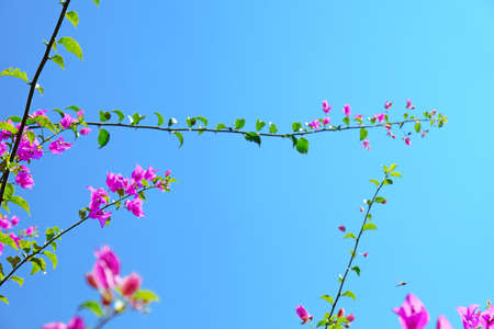 Pink Bougainvillea flowers in blue sky backgroundの写真素材