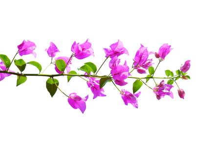 Pink Bougainvillea flowers isolated on white backgroundの写真素材