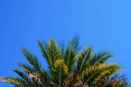 Date palm treeの写真素材