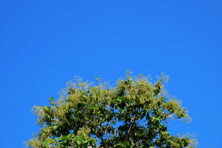 Teak tree ,industrial dropの写真素材