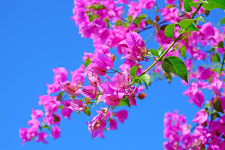 Pink Bougainvillea flowers in blue sky backgroundの写真素材