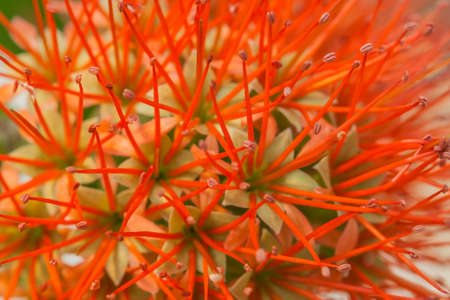 bush willowの写真素材