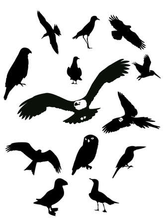 Silhouettes of birdsのイラスト素材