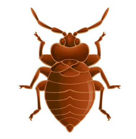 Vector image of simbol of  brown bedbugのイラスト素材