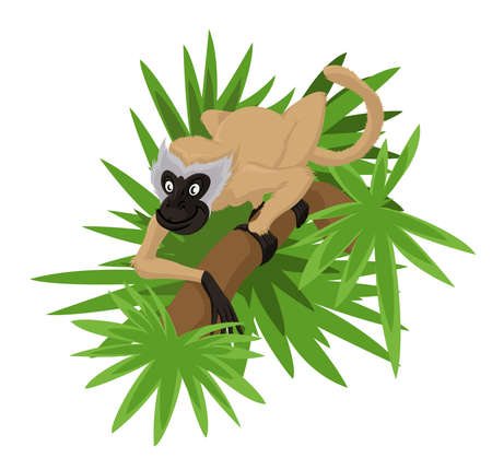 Vector image of cute cartoon smiling marmosetのイラスト素材