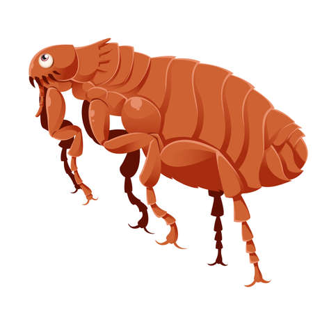 image of a cartoon brown fleaのイラスト素材