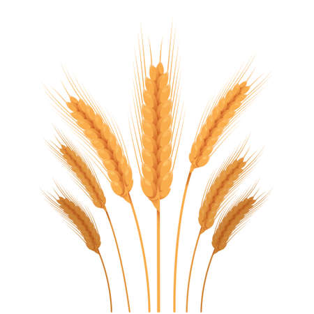 Vector image of a some parts of wheatのイラスト素材