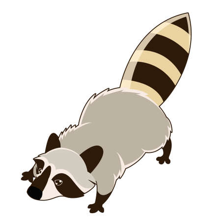 Vector image of a wild isometric Raccoonのイラスト素材