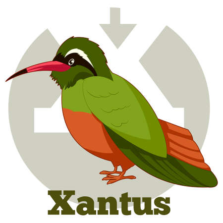 Vector image of the ABC Cartoon Xantusのイラスト素材