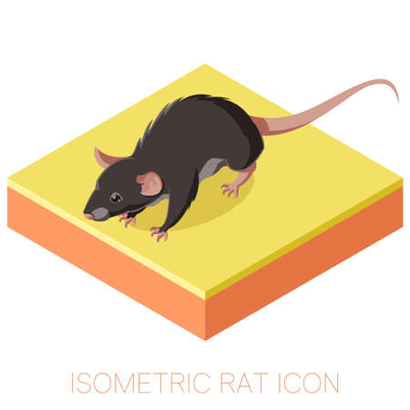 Vecor image of the Isometric rat icon on a square groundのイラスト素材