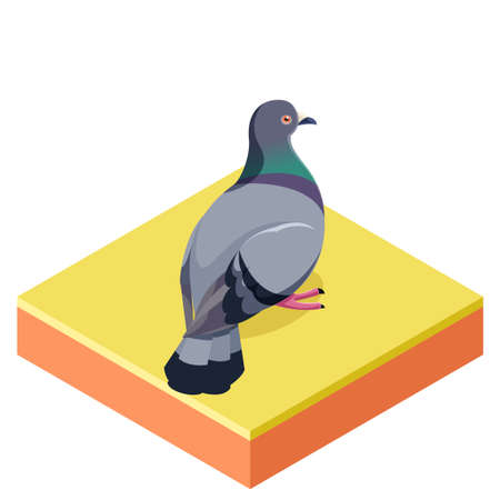Vector image of the Isometric Pigeon on the square groundのイラスト素材