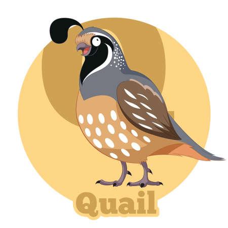 Vector image of the ABC Cartoon Quailのイラスト素材