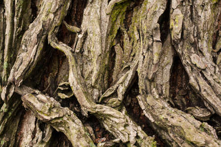 Old bark texture