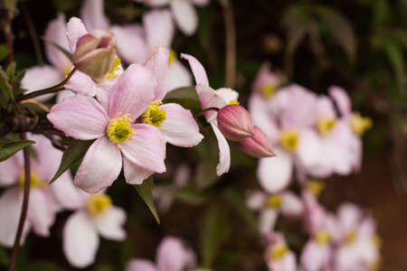 Spring blossomの写真素材