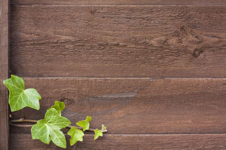Ivy on the wood textured backgrounds の写真素材