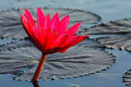 Red Lotus Flower in The Lake の写真素材