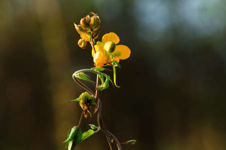Yellow Grass Flower in The Forest の写真素材