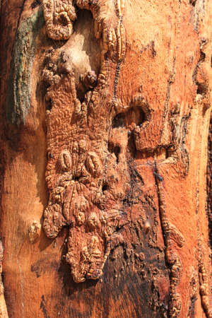 Red tree bark textureの写真素材