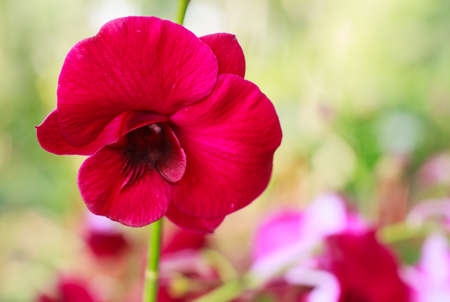 Red orchid in flower farm