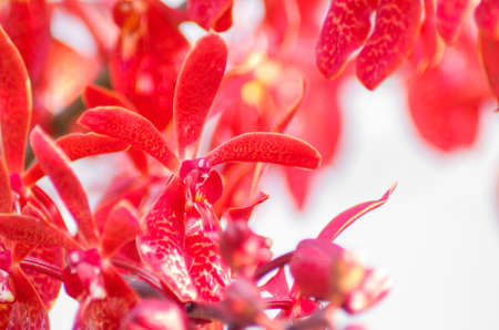 Red orchid flowersの写真素材