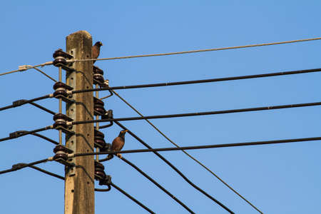 Electricity post and birdsの写真素材