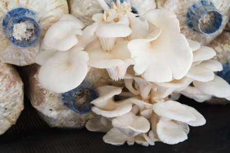 Fresh oyster mushroom farmの写真素材