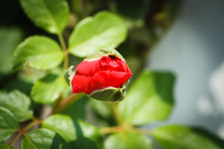 Red rose budの写真素材