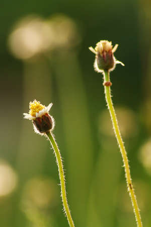 Grass flower at meadowの写真素材
