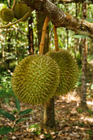 Durian trees in the garden, South of Thailand