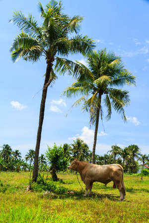 Bull with coconut treeの写真素材
