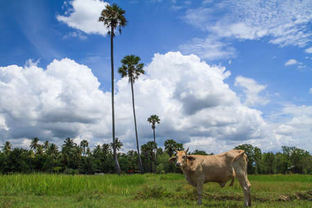 Meadow and bull on summer seasonの写真素材