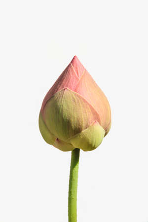 Lotus flower bud on white backgroundの写真素材