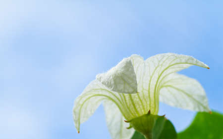 White flowers on blue skyの写真素材
