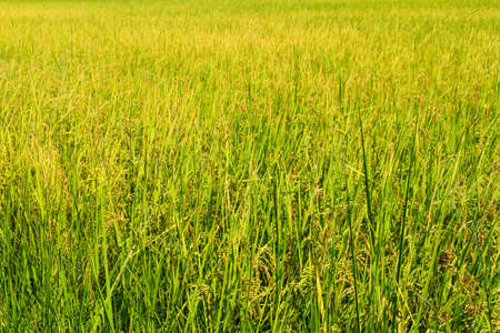 The golden rice fields in summer seasonの写真素材